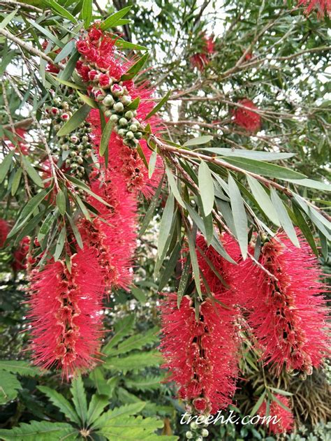 串錢柳風水|串錢柳 (Callistemon viminalis)